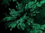 mandelbulb_ferns